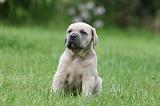 CANE CORSO 1030